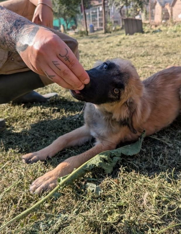 Milton - Chien à adopter - photo 4