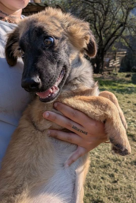 Milton - Chien à adopter - photo 2