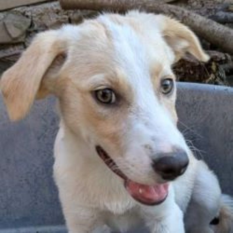 Idalia - Chien à adopter