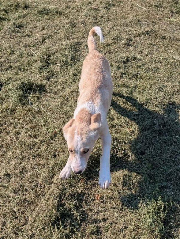 Idalia - Chien à adopter - photo 2