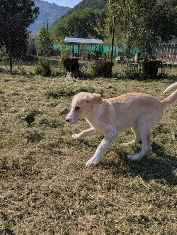 Idalia - Chien à adopter - photo 4