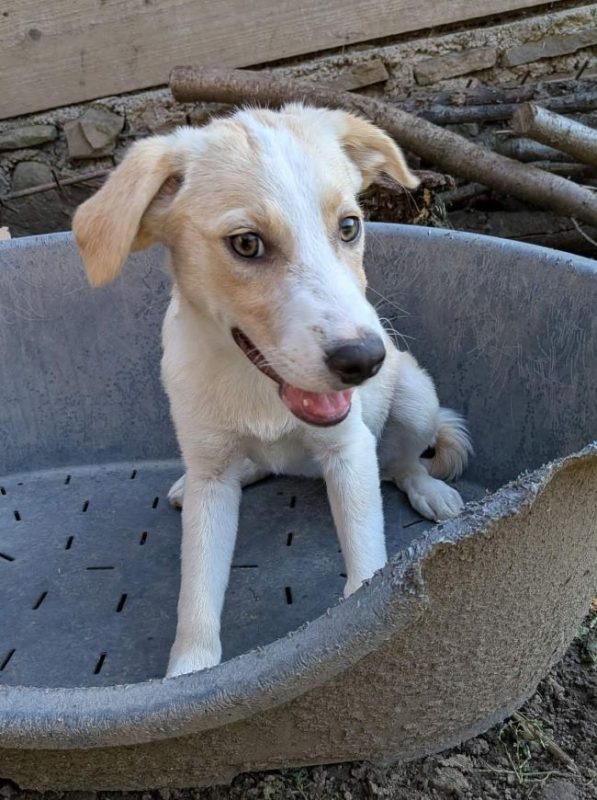 Idalia - Chien à adopter - photo 3