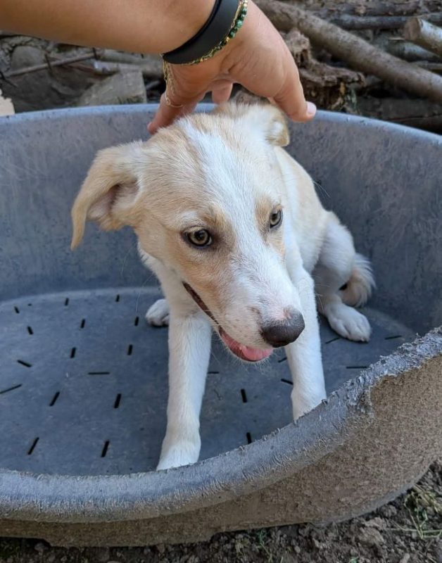 Idalia - Chien à adopter - photo 5