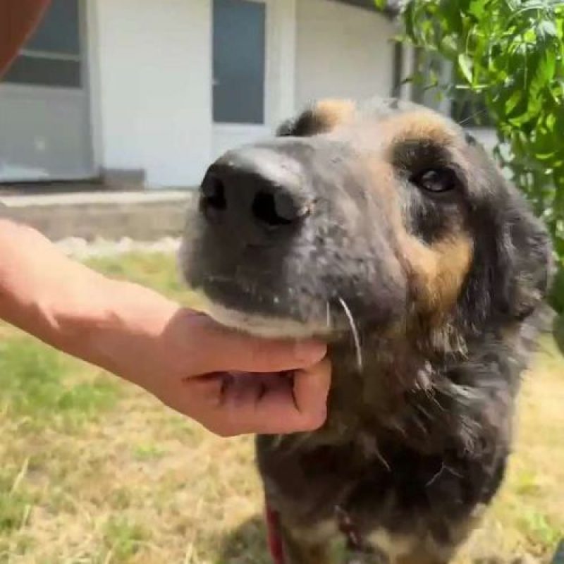 COOPER - Chien à adopter - photo 2