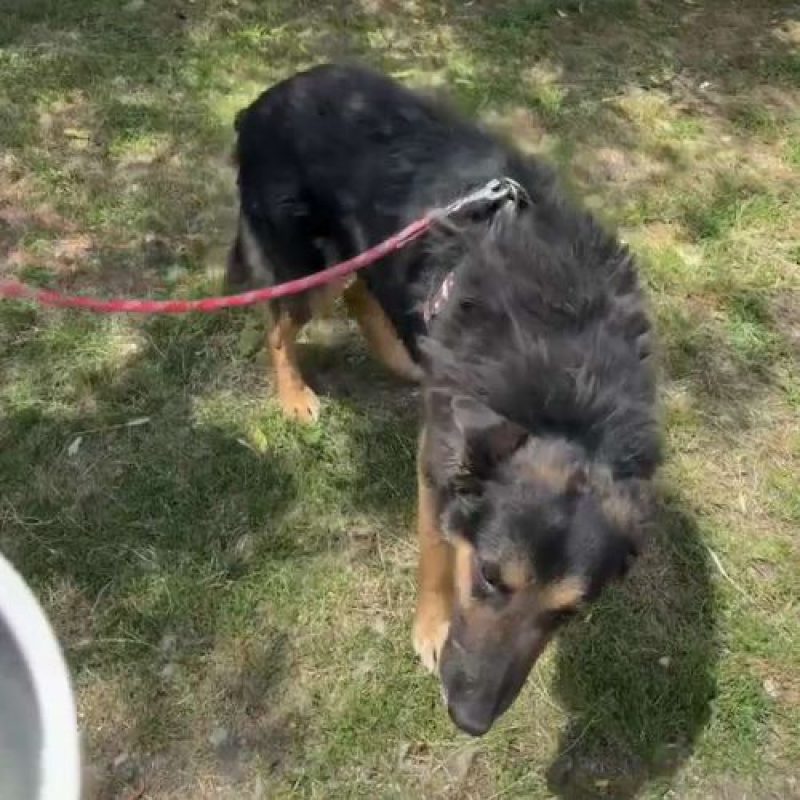 COOPER - Chien à adopter - photo 5