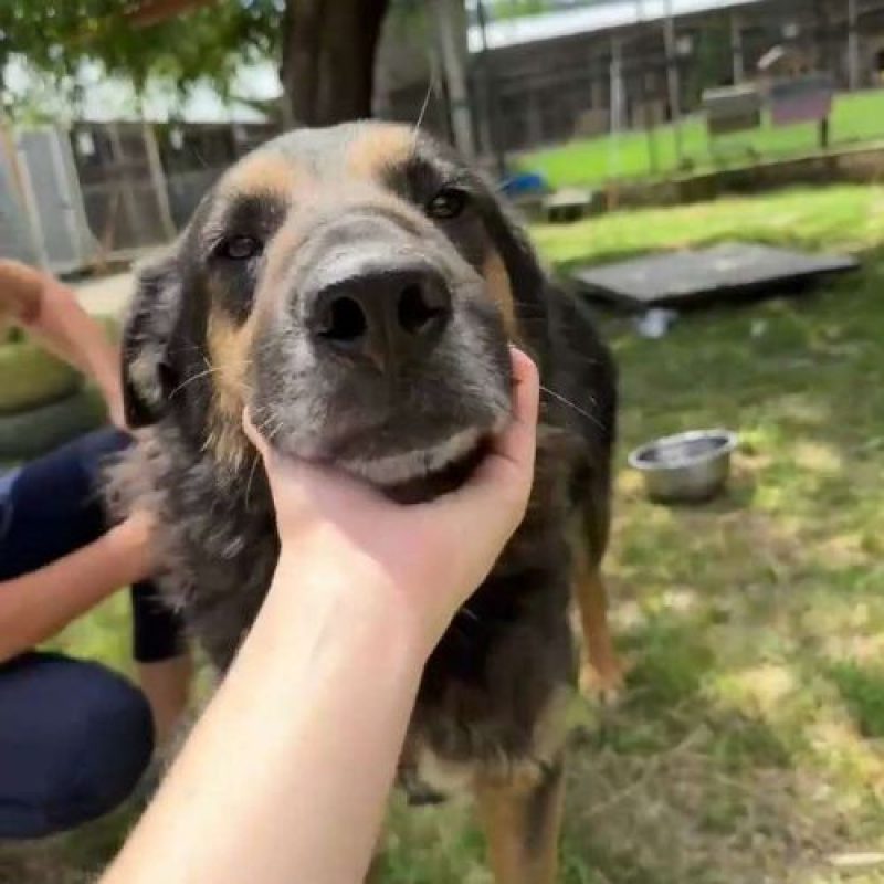 COOPER - Chien à adopter