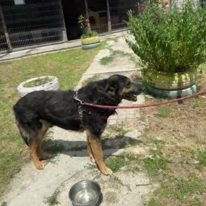COOPER - Chien à adopter - photo 3