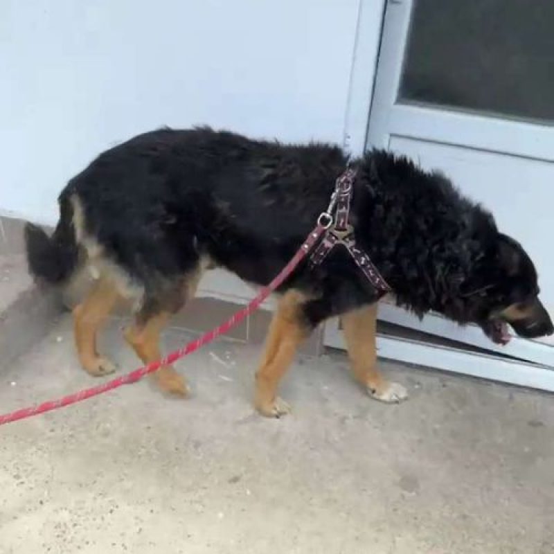 COOPER - Chien à adopter - photo 8