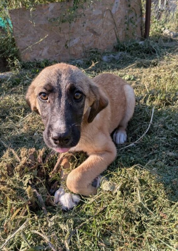 Irma - Chien à adopter - photo 5