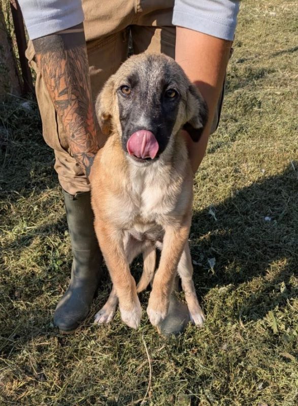 Irma - Chien à adopter - photo 3