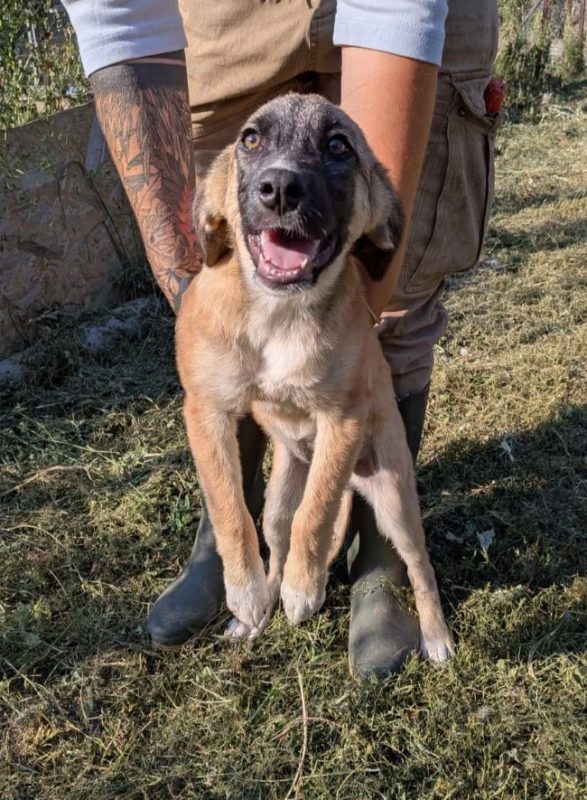 Irma - Chien à adopter - photo 2