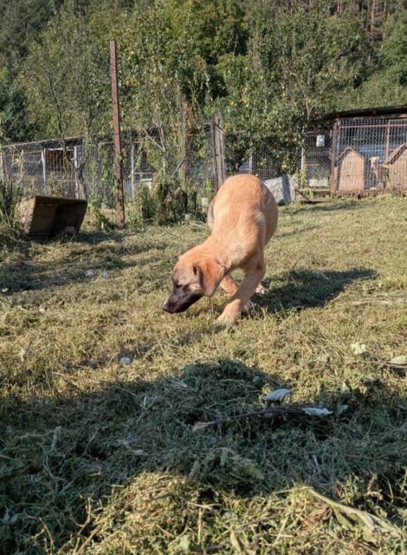 Irma - Chien à adopter - photo 4