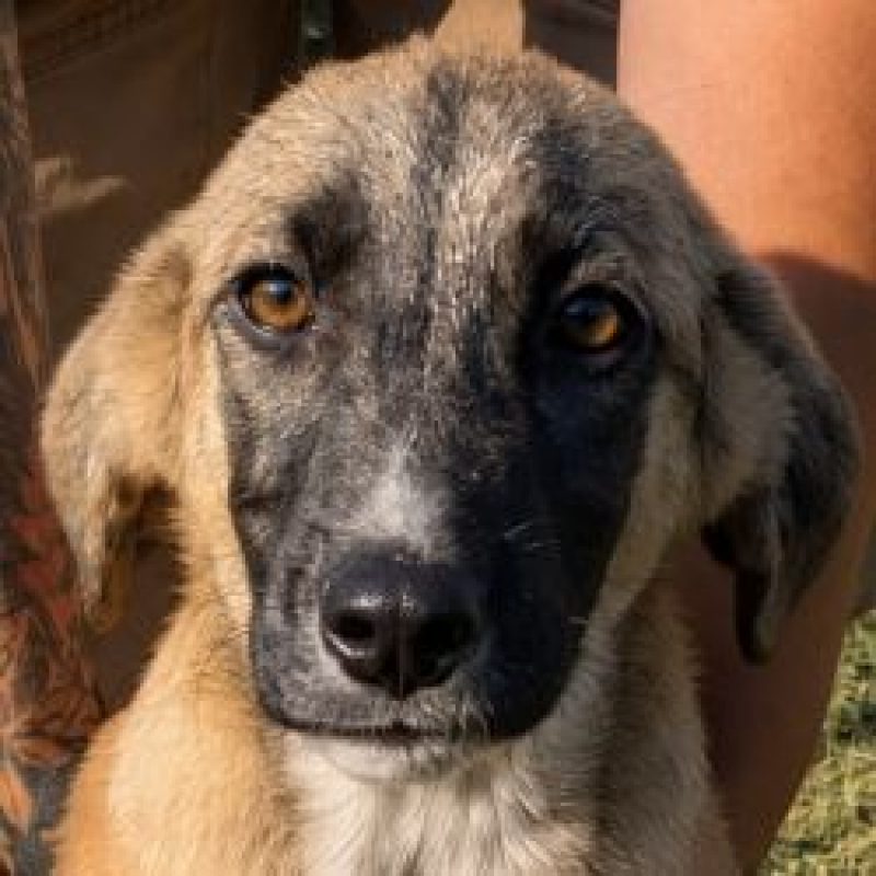 Irma - Chien à adopter