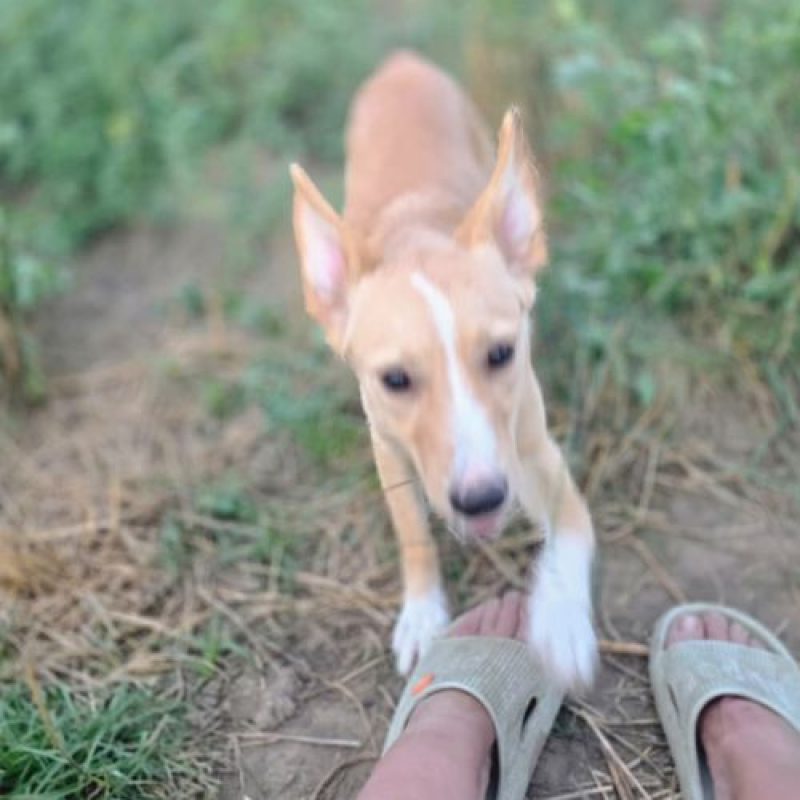 ELFY - Chien à adopter - photo 2