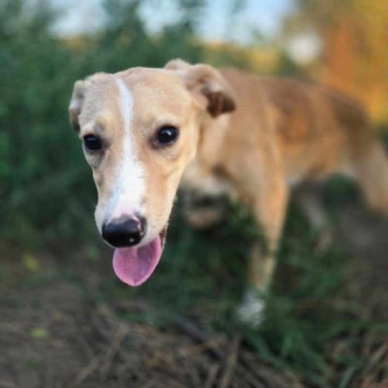 ELFY - Chien à adopter - photo 3