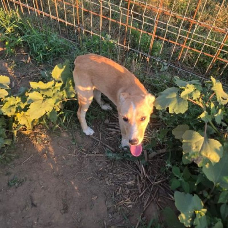 ELFY - Chien à adopter - photo 4