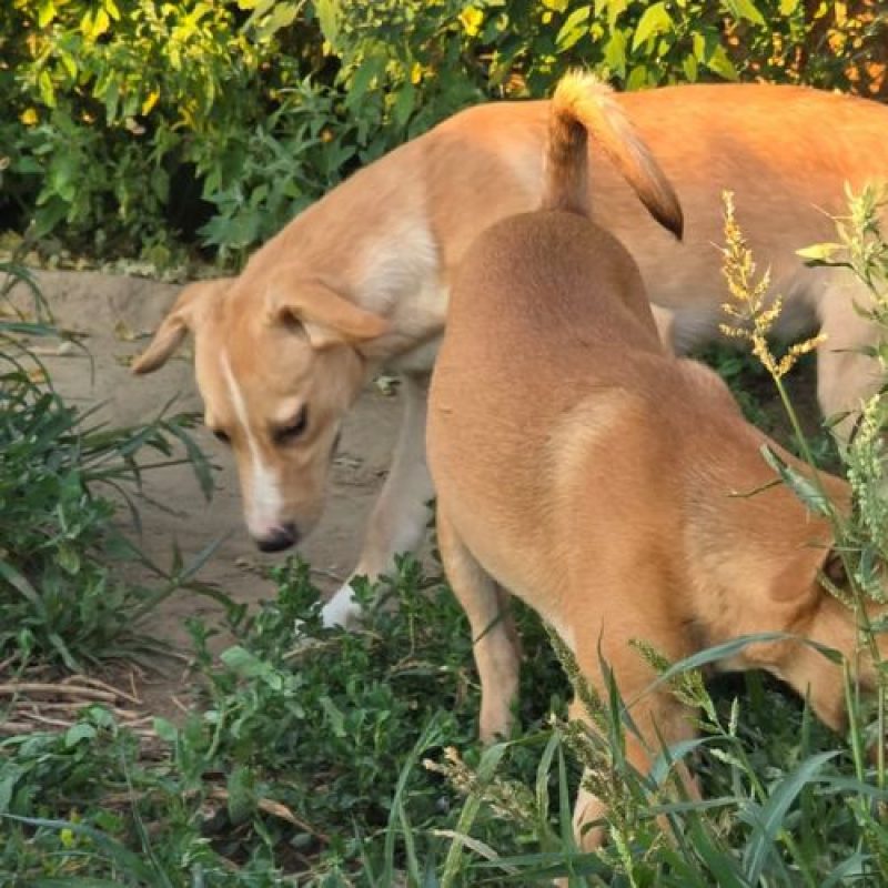 ELFY - Chien à adopter