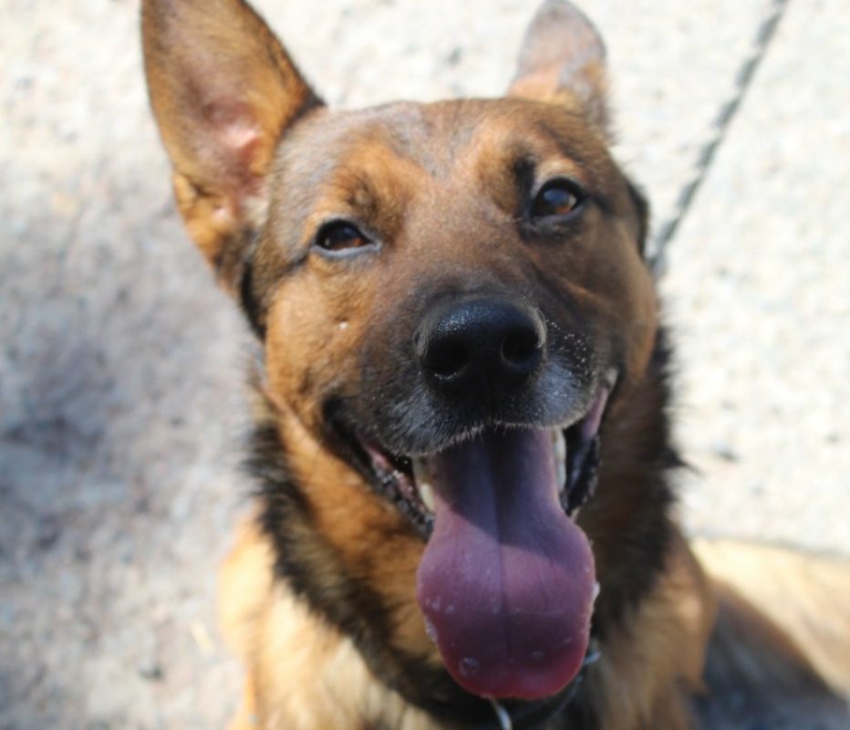 Mowgli - Chien Berger à adopter