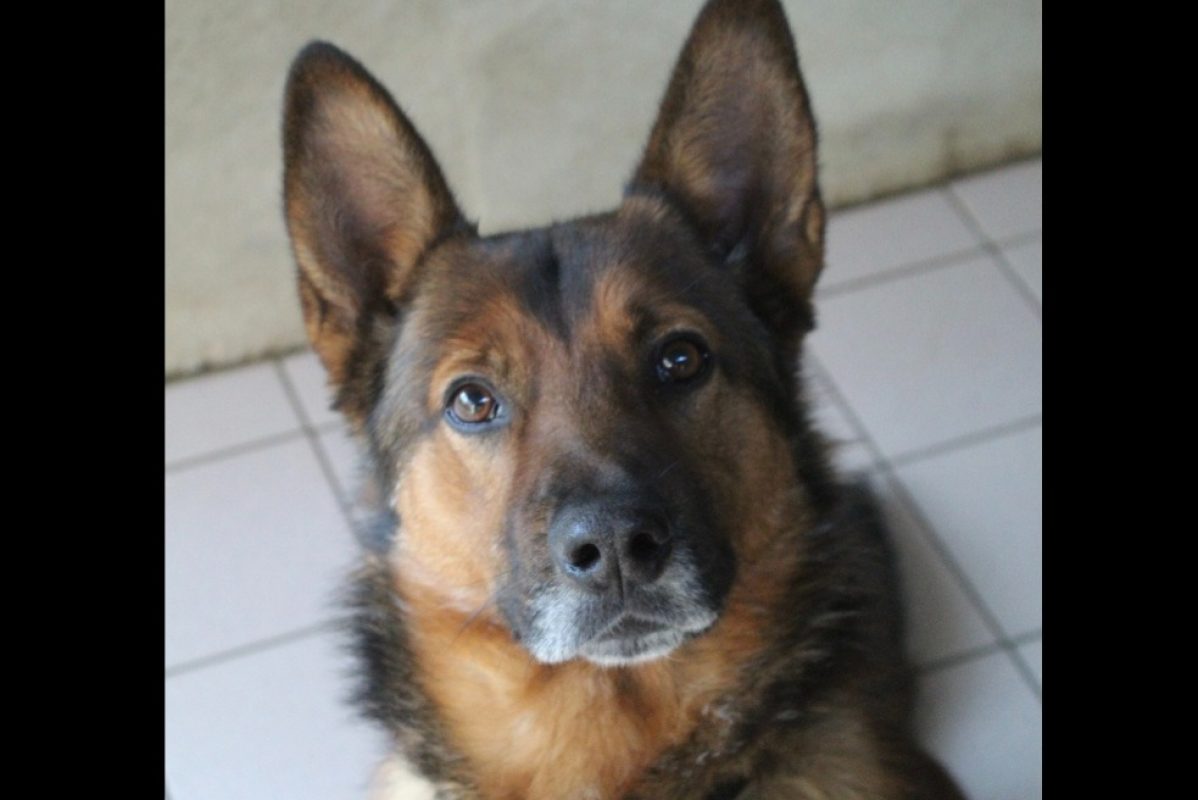 Mowgli - Chien Berger à adopter - photo 2