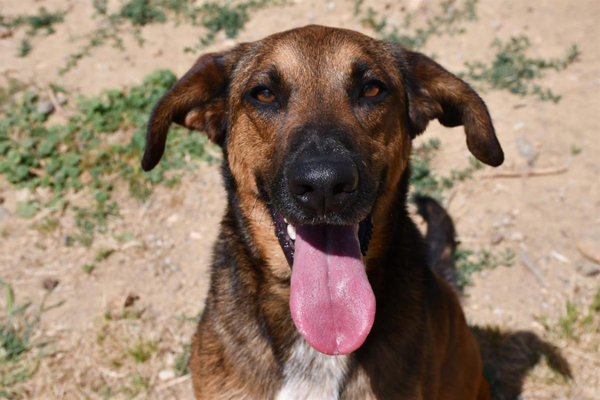 Yuji - Chien à adopter