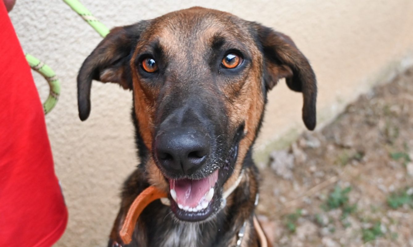 Yuji - Chien à adopter - photo 2