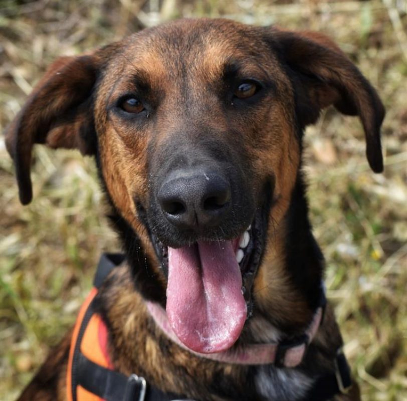 Yuji - Chien à adopter - photo 4