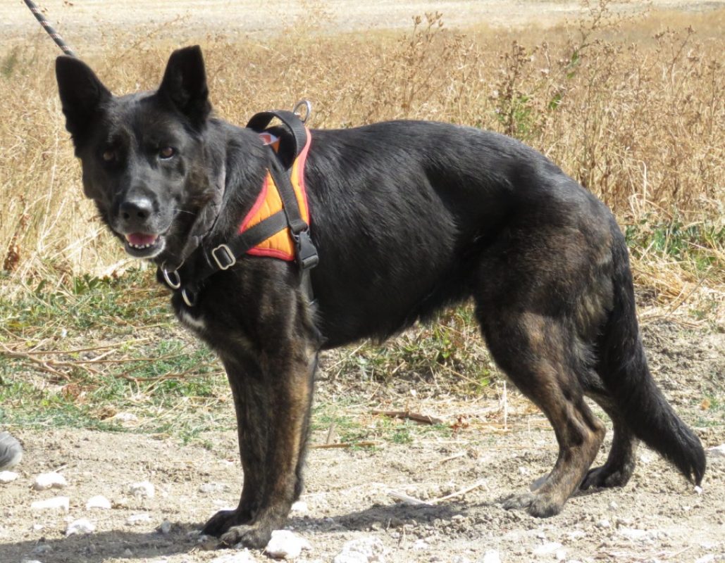 Hina - Chien à adopter - photo 2