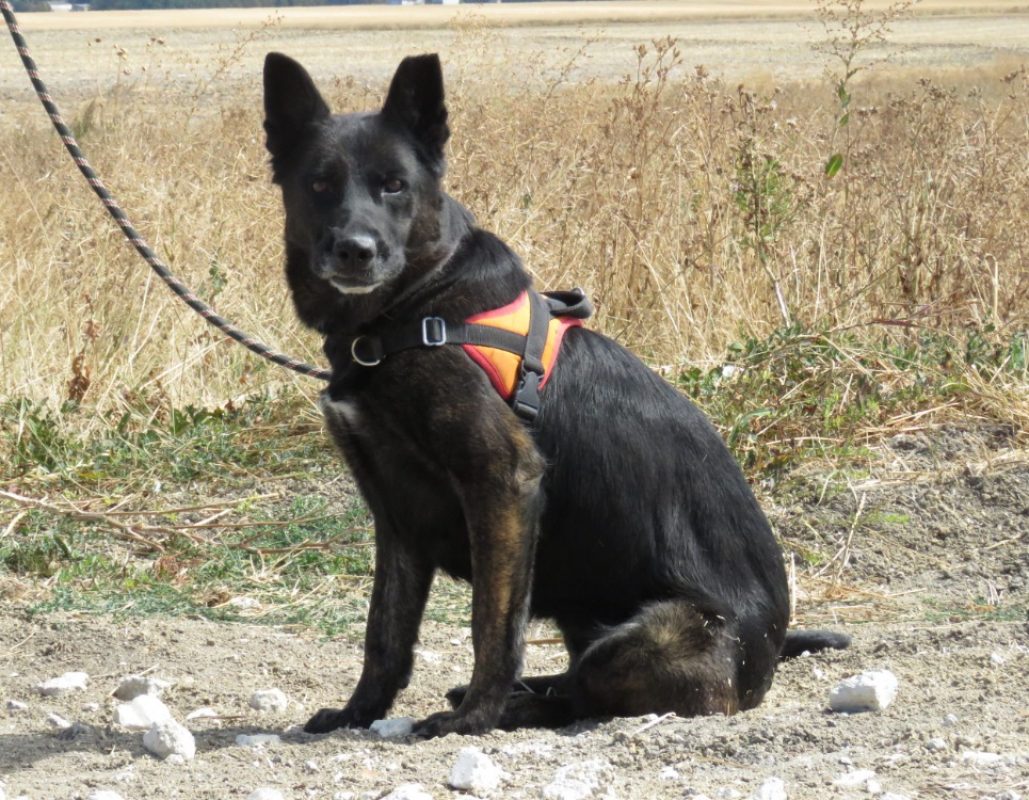 Hina - Chien à adopter - photo 3