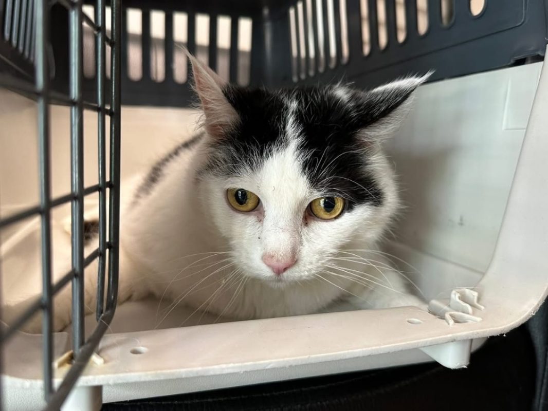 Bella - Chat Européen à adopter