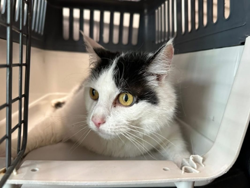 Bella - Chat Européen à adopter - photo 2