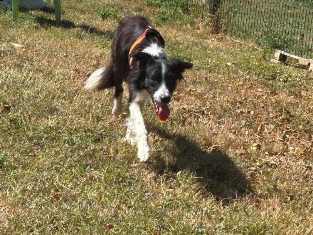 Milaro - Chien Border Collie à adopter