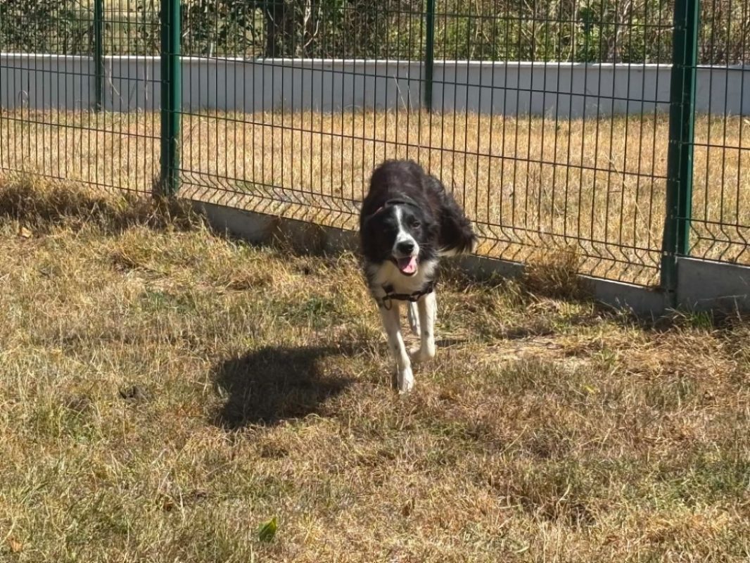 Milaro - Chien Border Collie à adopter - photo 2