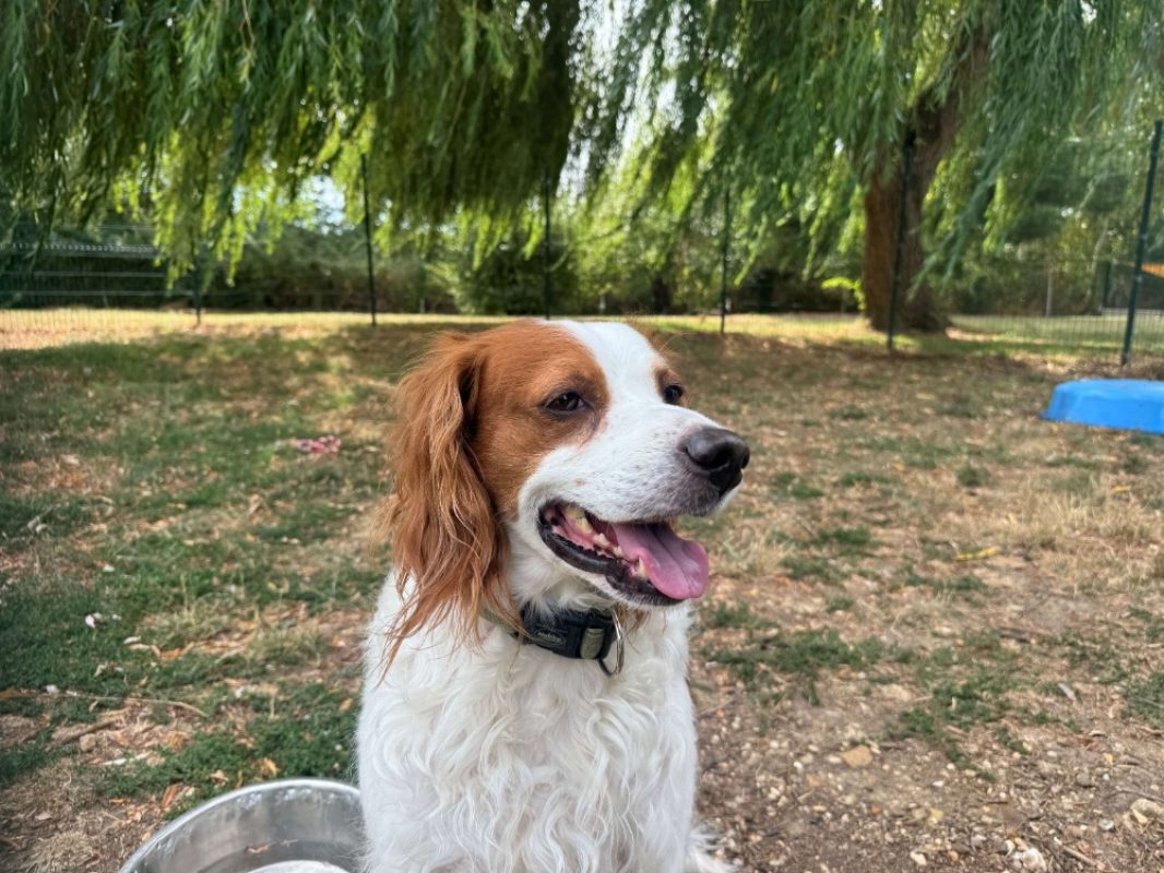 Pacha - Chien Epagneul Breton à adopter
