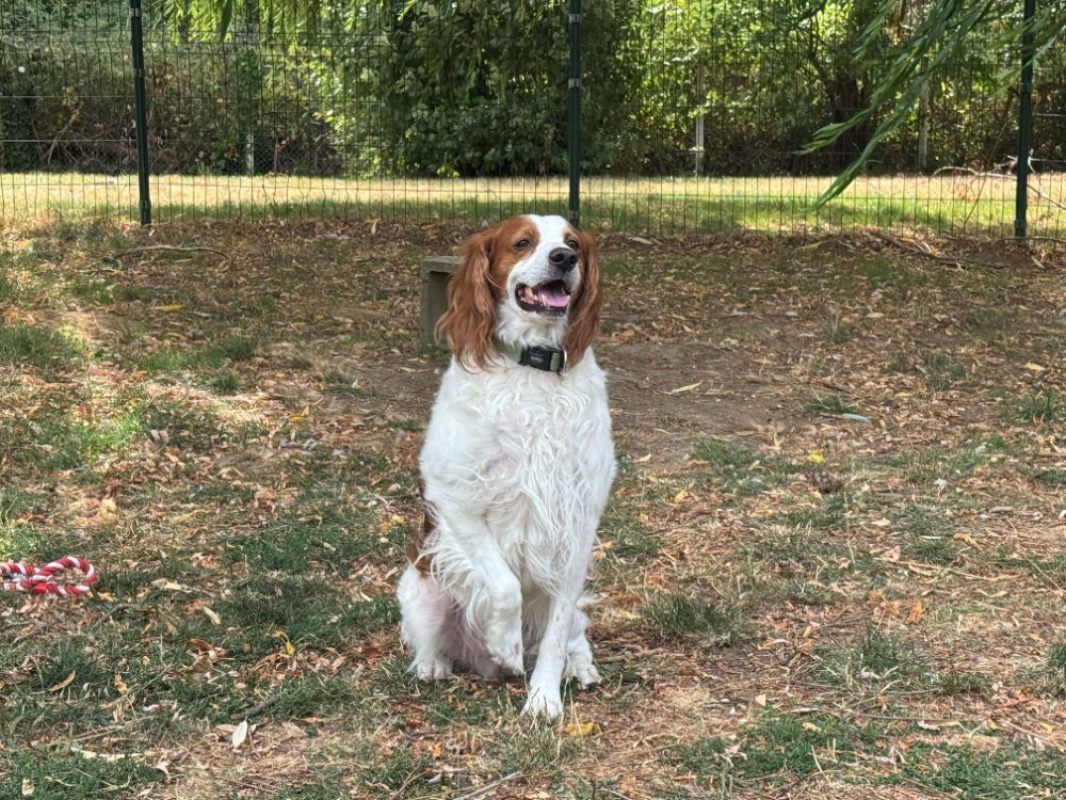 Pacha - Chien Epagneul Breton à adopter - photo 3