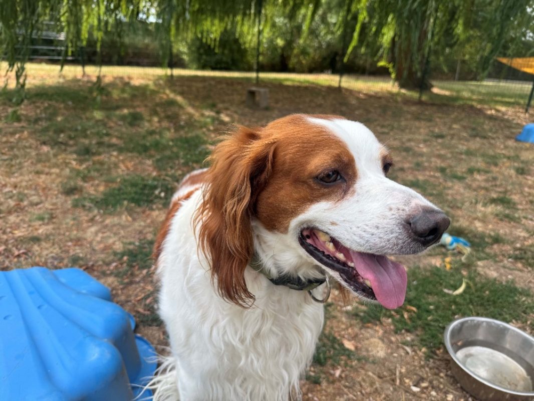 Pacha - Chien Epagneul Breton à adopter - photo 4