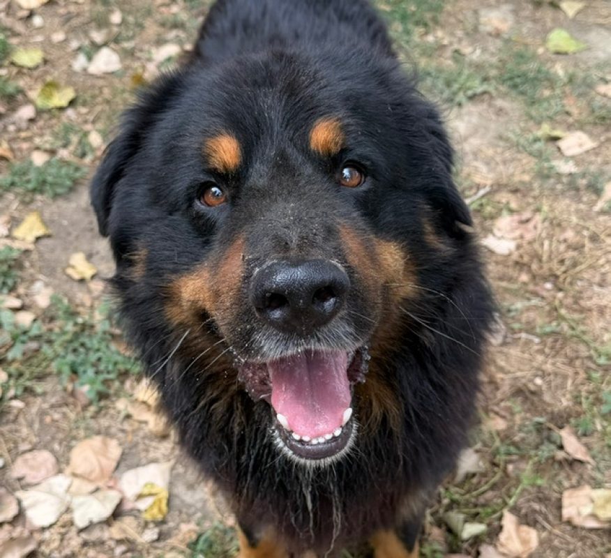 Komtou - Chien Bouvier Bernois à adopter