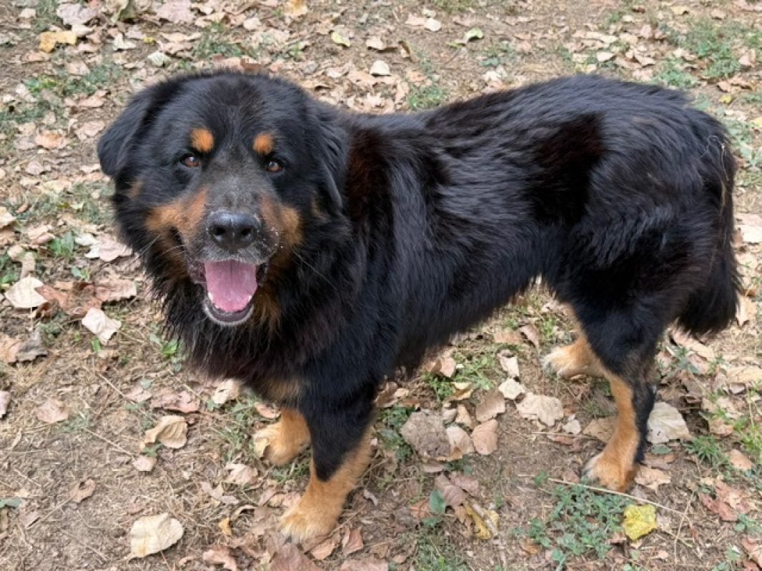Komtou - Chien Bouvier Bernois à adopter - photo 2