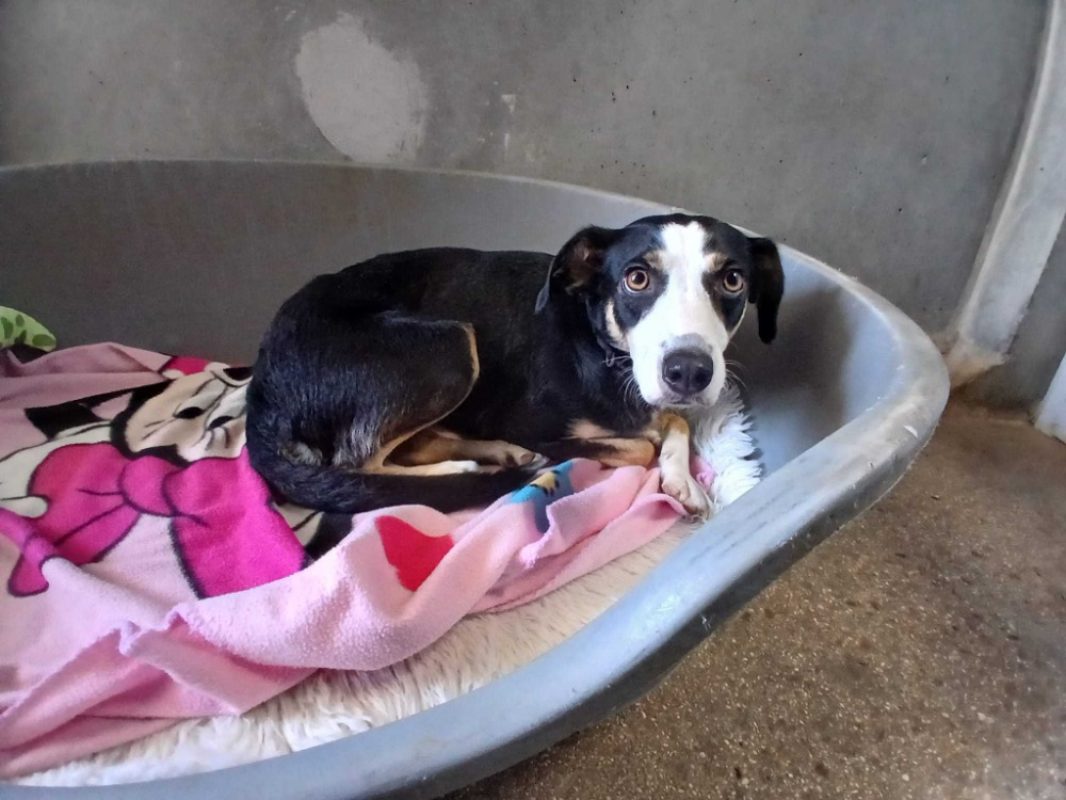 Mykye - Chien à adopter
