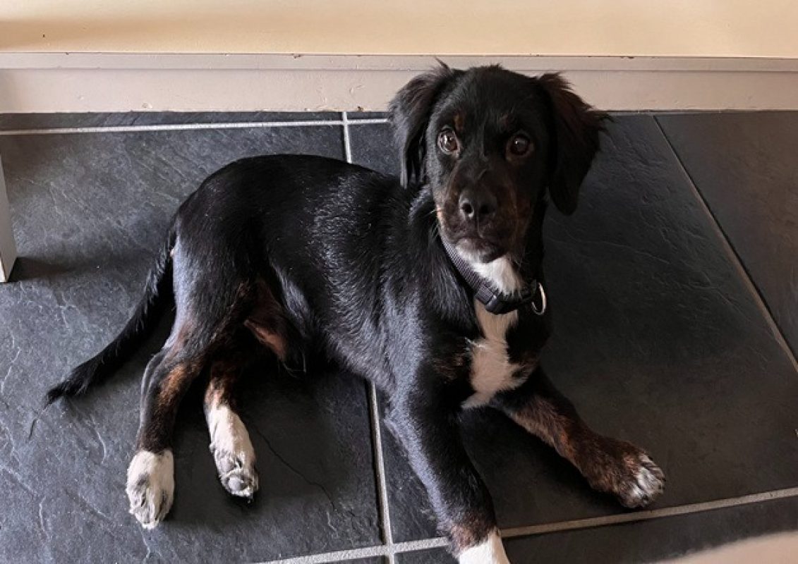 Pactole - Chien Berger à adopter