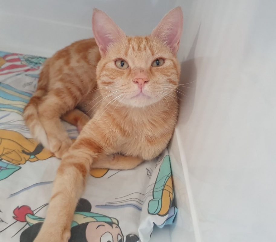 Caramel - Chat Européen à adopter