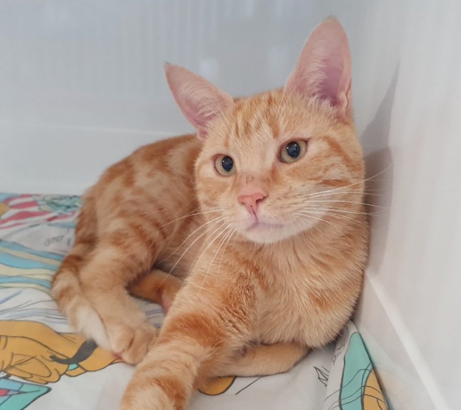 Caramel - Chat Européen à adopter - photo 2