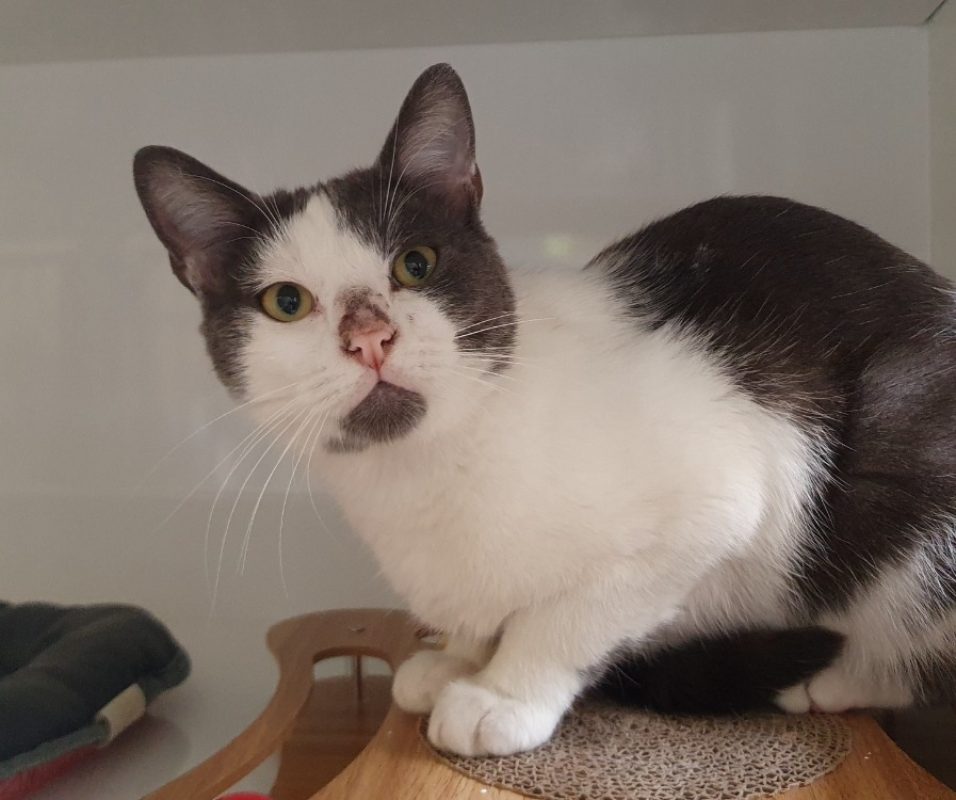 Caramel - Chat Européen à adopter - photo 3