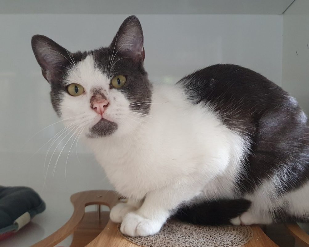Oreo - Chat Européen à adopter