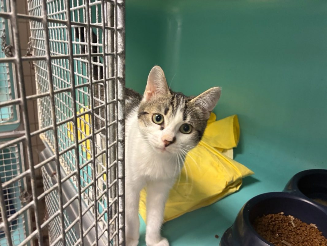 Yoyo - Chat à adopter