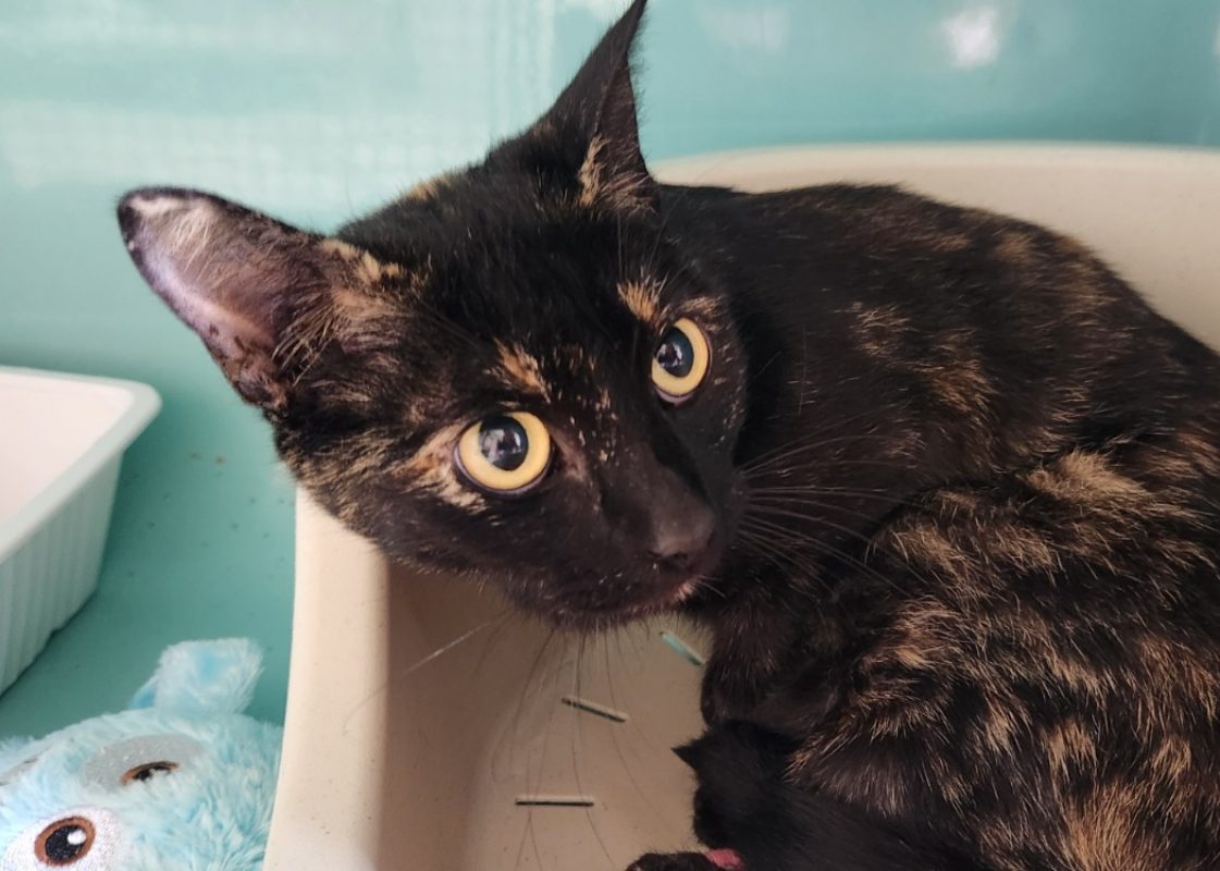 Poulette - Chat Européen à adopter