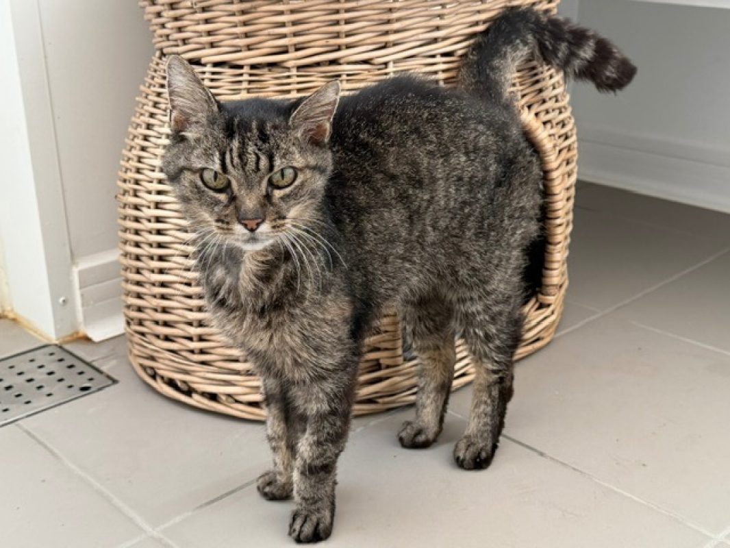 Noisette - Chat Européen à adopter