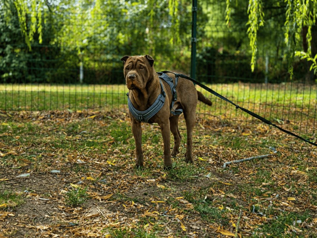 User - Chien à adopter