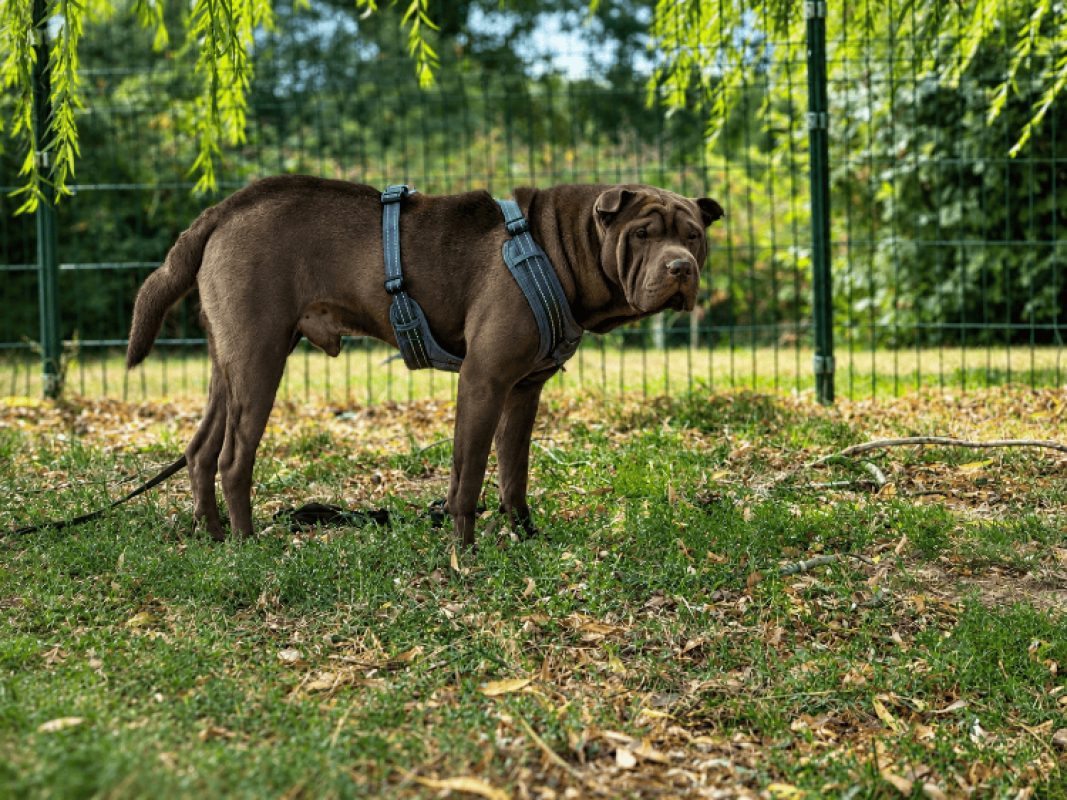 User - Chien à adopter - photo 2