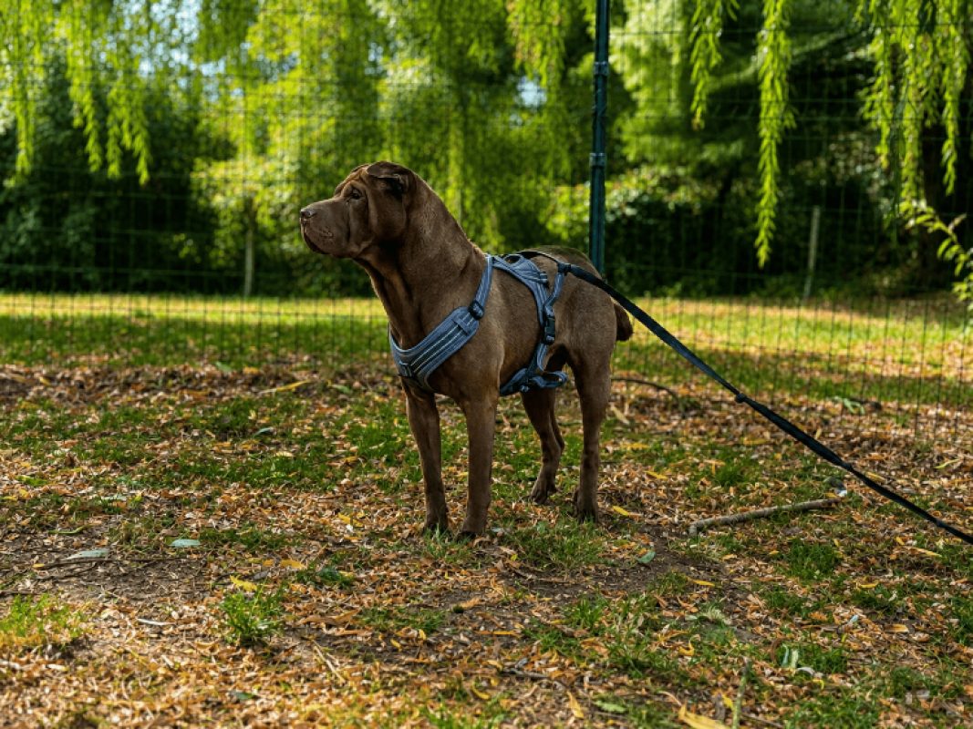 User - Chien à adopter - photo 3