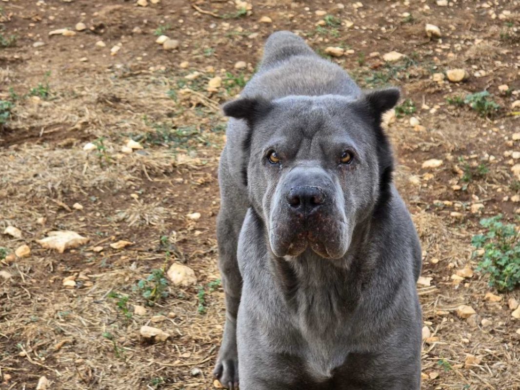 Maë - Chien à adopter